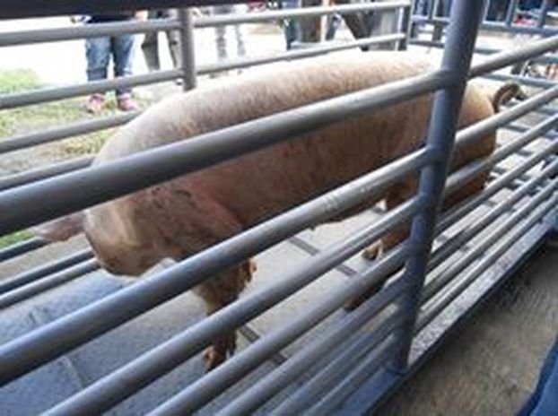 CALBAYOG EYES INDEPENDENT MEAT INDUSTRY