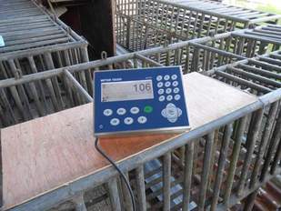 CALBAYOG EYES INDEPENDENT MEAT INDUSTRY