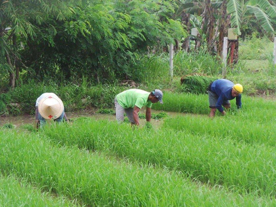 DA’S SAAD PROGRAM: A PROMISE FULFILLED