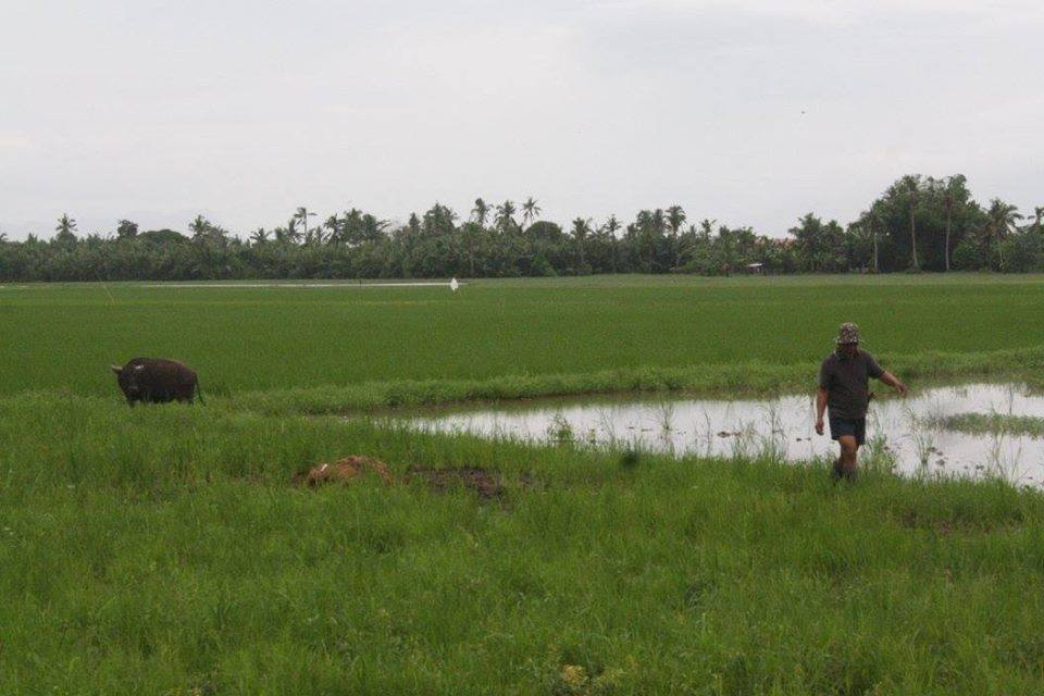 CALBAYOG OPENS SCHOLARSHIP PROGRAM FOR COLLEGE DEGREE IN AGRICULTURE