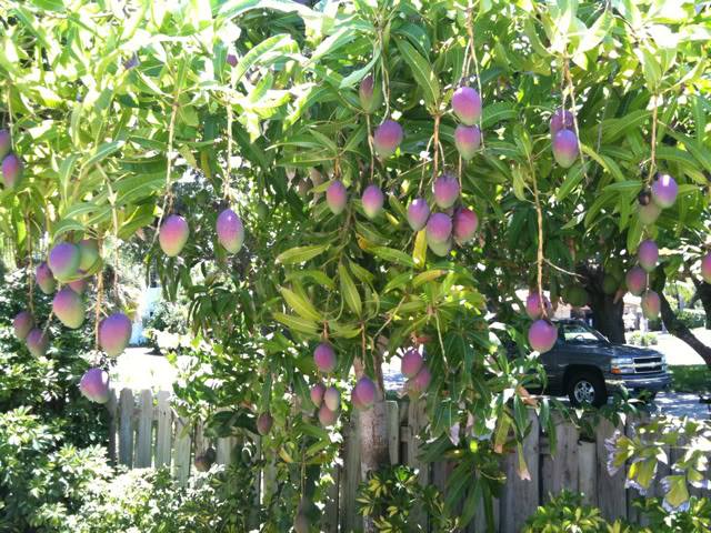 CALBAYOG OPENS SCHOLARSHIP PROGRAM FOR COLLEGE DEGREE IN AGRICULTURE